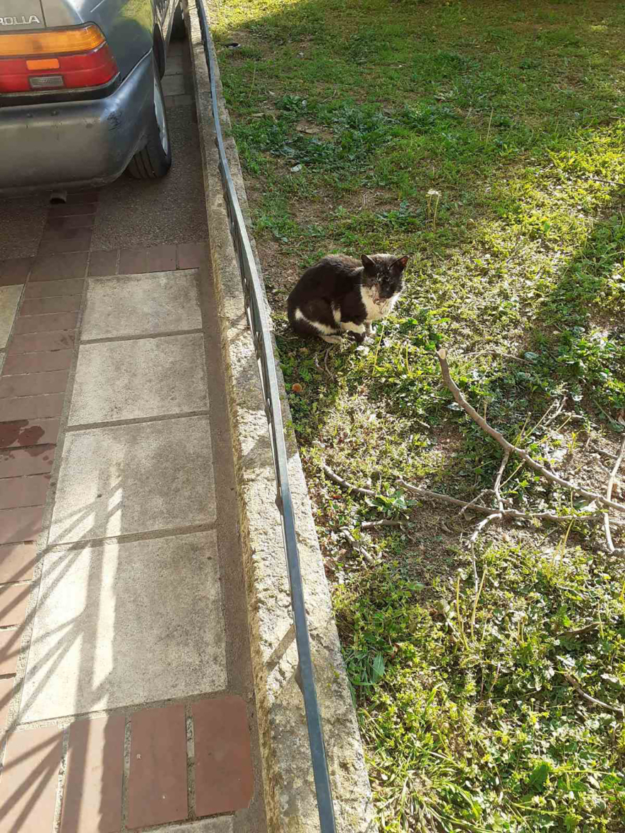 Νέο περιστατικό κακοποίησης γάτας στη Θεσσαλονίκη: «Δέχθηκε κλωτσιά στο κεφάλι, έσπασε η γνάθος»