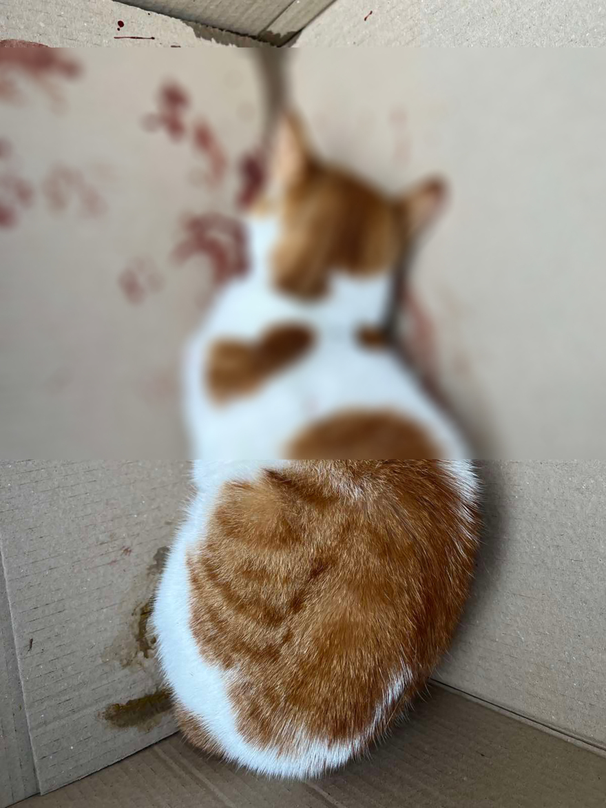 Νέο περιστατικό κακοποίησης γάτας στη Θεσσαλονίκη: «Δέχθηκε κλωτσιά στο κεφάλι, έσπασε η γνάθος»