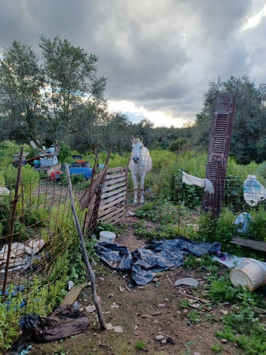 Χανιά: Εικόνες ντροπής - 15 σκυλιά και ένα άλογο βρέθηκαν δεμένα σε άθλιες συνθήκες