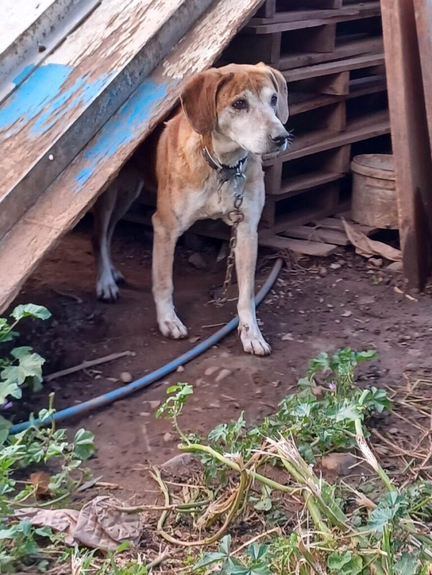 Χανιά: Εικόνες ντροπής - 15 σκυλιά και ένα άλογο βρέθηκαν δεμένα σε άθλιες συνθήκες