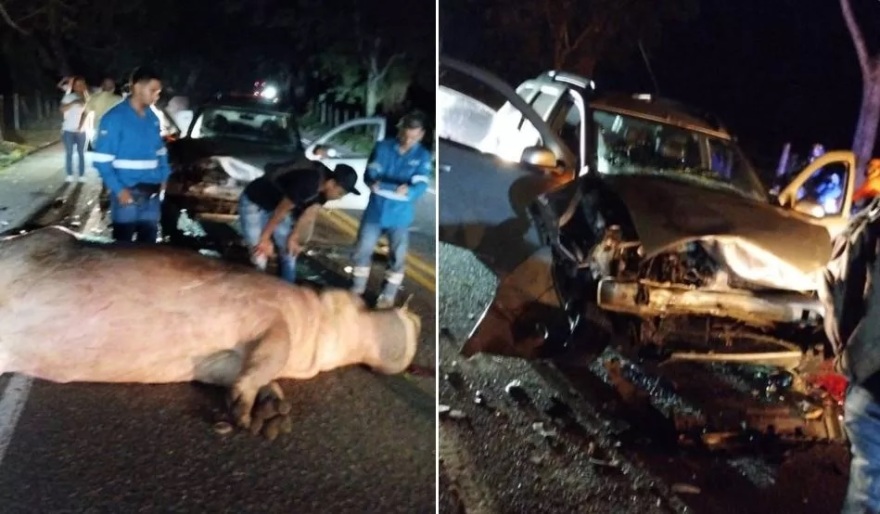 Ιπποπόταμος-«κληρονομιά» του Πάμπλο Εσκομπάρ σκοτώθηκε όταν τον παρέσυρε φορτηγό