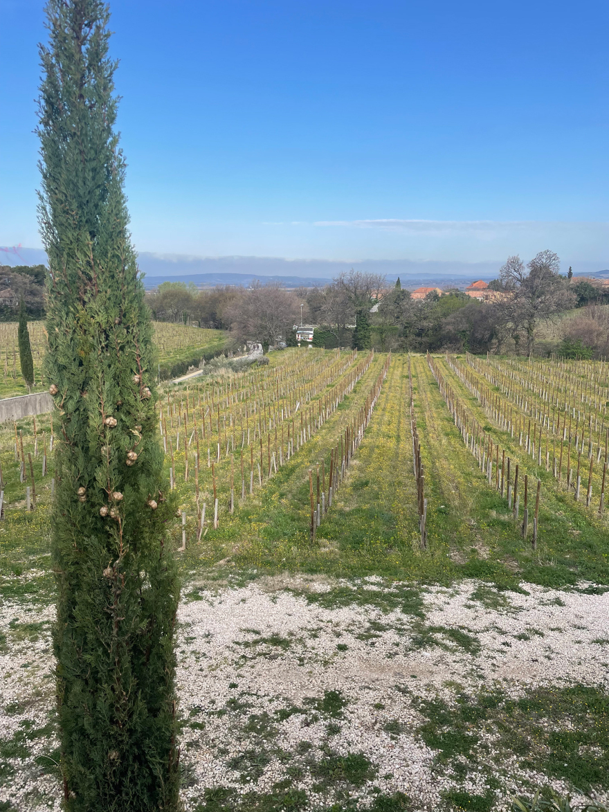 Οι αμπελώνες του Πάπα παράγουν τα πιο διάσημα κρασιά στην κοιλάδα του Ροδανού