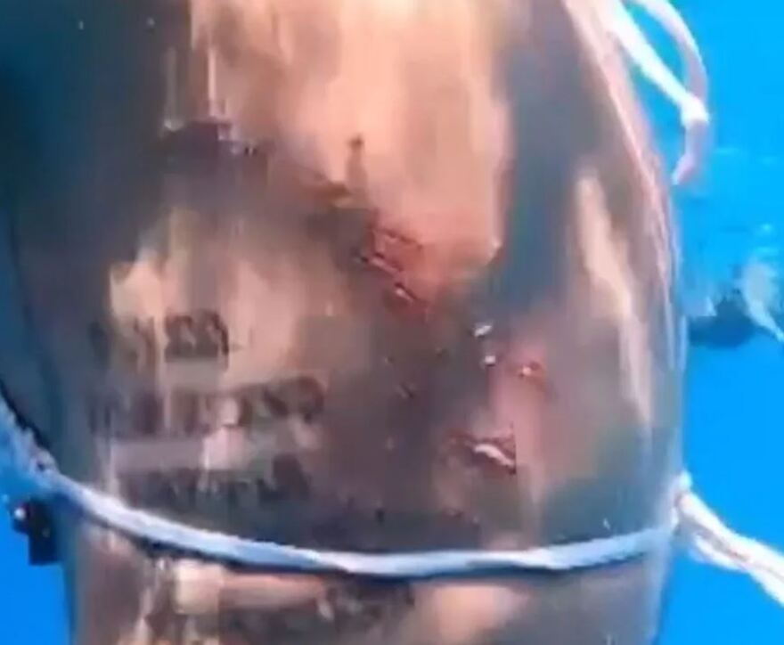 Μαλδίβες; Καρχαρίας 100 κιλών δάγκωσε κολυμβήτρια - Δείτε βίντεο