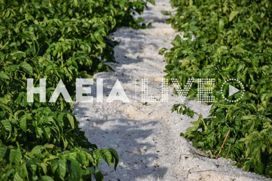 Ηλεία: Σφοδρή χαλαζόπτωση προκάλεσε μεγάλες καταστροφές σε καλλιέργειες