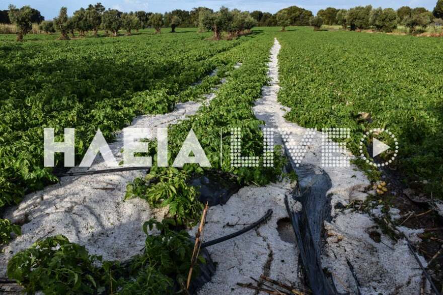Ηλεία: Σφοδρή χαλαζόπτωση προκάλεσε μεγάλες καταστροφές σε καλλιέργειες