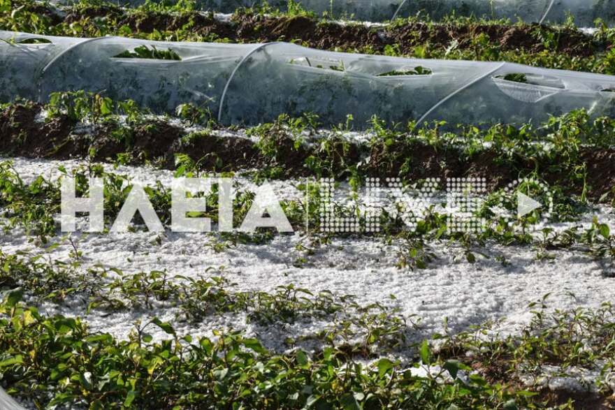 Ηλεία: Σφοδρή χαλαζόπτωση προκάλεσε μεγάλες καταστροφές σε καλλιέργειες