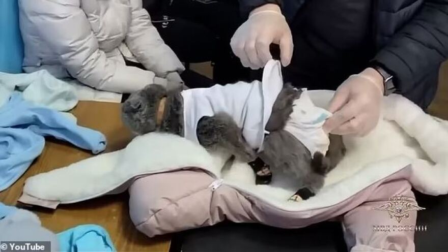 Ρωσία: Γυναίκα «έντυσε» τη γάτα της μωρό για να περάσει ναρκωτικά - Δείτε βίντεο