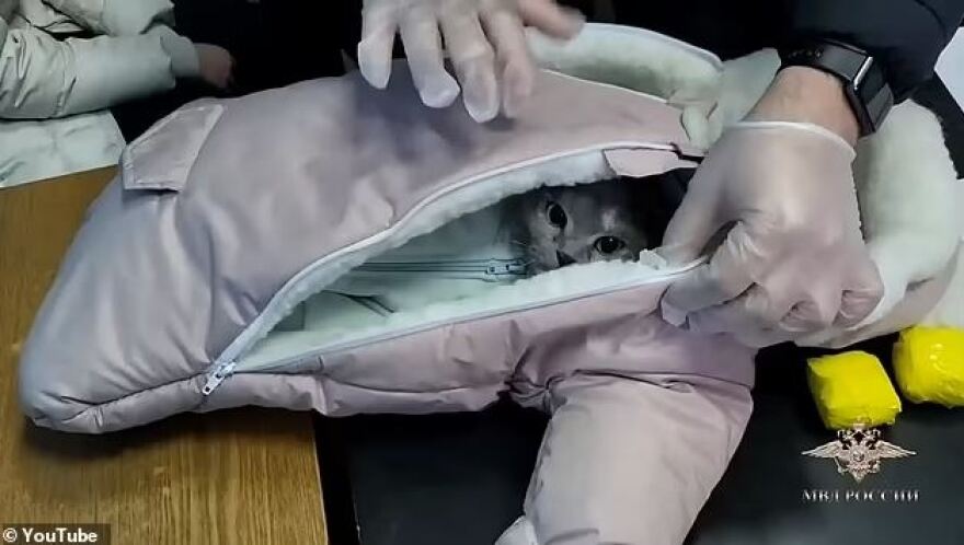 Ρωσία: Γυναίκα «έντυσε» τη γάτα της μωρό για να περάσει ναρκωτικά - Δείτε βίντεο