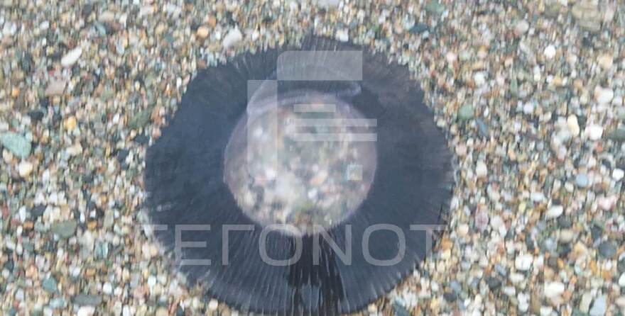 Πήλιο: Κοπάδια από μαύρες μέδουσες γέμισαν τις θάλασσες