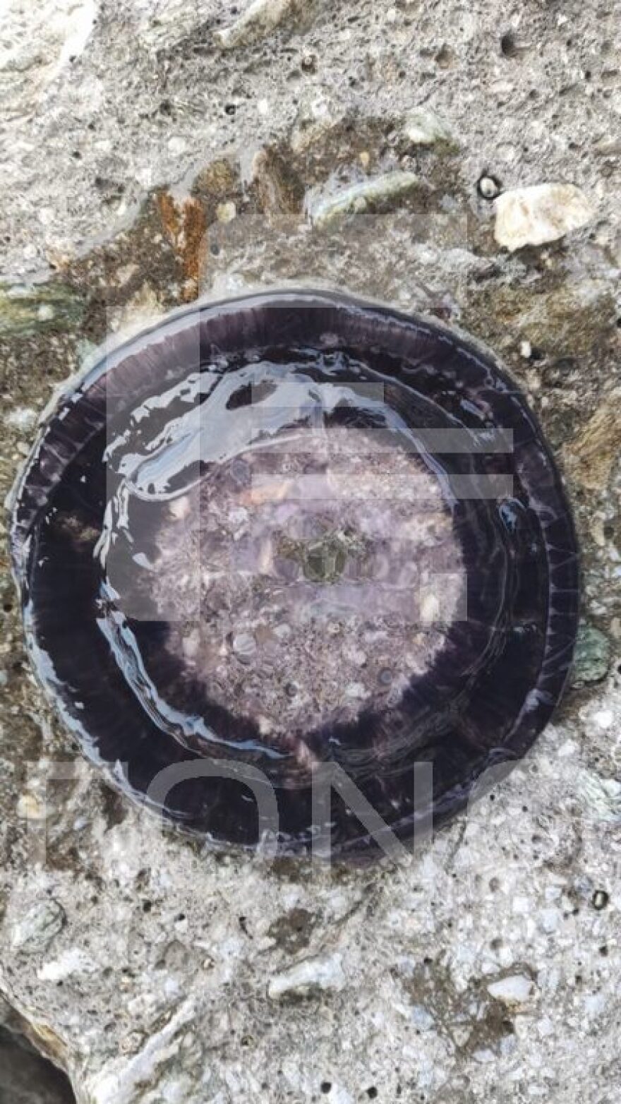 Πήλιο: Κοπάδια από μαύρες μέδουσες γέμισαν τις θάλασσες