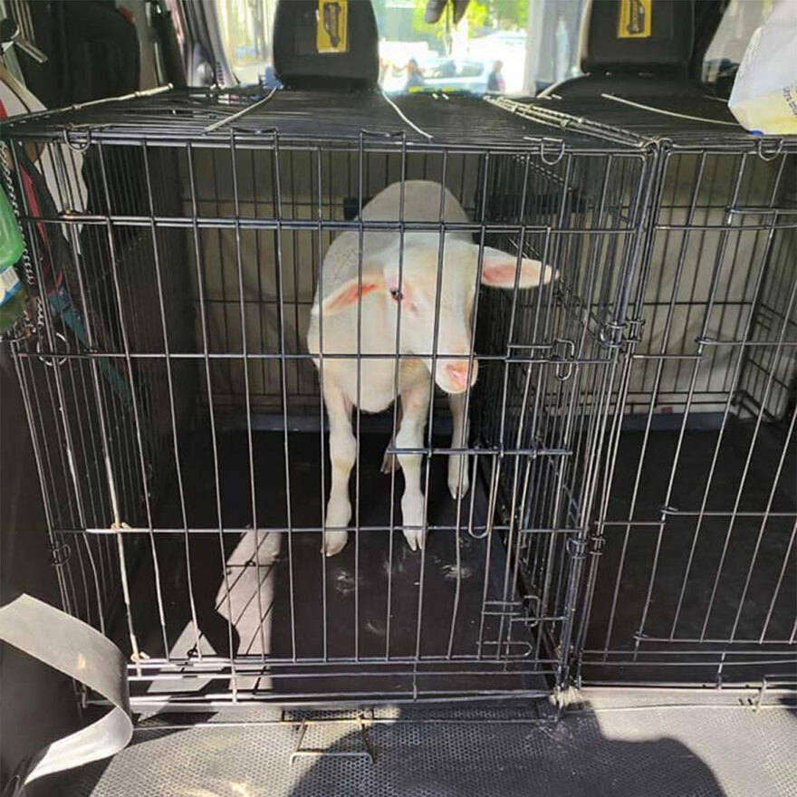 Κερατσίνι: Πήγαν αρνάκι για σφαγή σε εκκλησία - Έστησαν ψησταριές και άναψαν φωτιές (βίντεο)