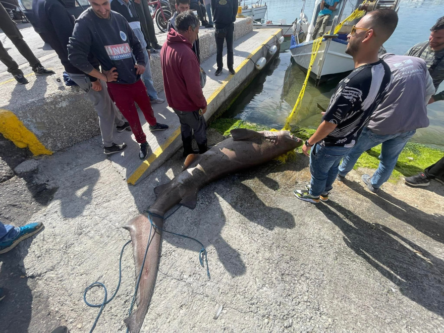 Ιεράπετρα: Η στιγμή που ψαράδες δένουν, σέρνουν... ζωντανό προστατευόμενο είδος καρχαρία και τον οδηγούν για σφαγή - Βίντεο