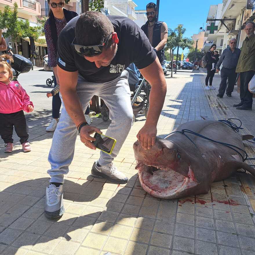 Ιεράπετρα: Η στιγμή που ψαράδες δένουν, σέρνουν... ζωντανό προστατευόμενο είδος καρχαρία και τον οδηγούν για σφαγή - Βίντεο