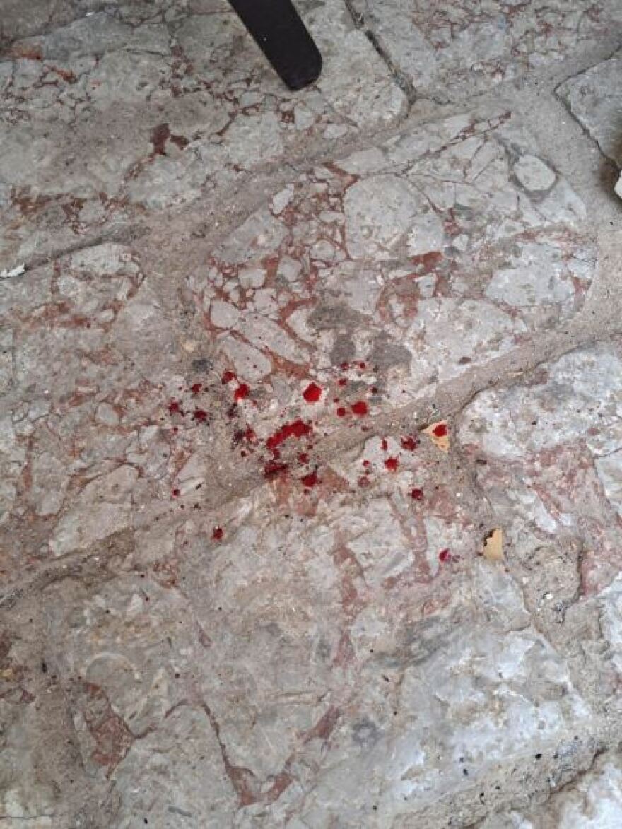 Ύδρα: «Έχεις πρόβλημα; Εγώ έριξα τη γάτα απ' την ταράτσα»! - Απίστευτο περιστατικό κακοποίησης, υπό κράτηση ο δράστης