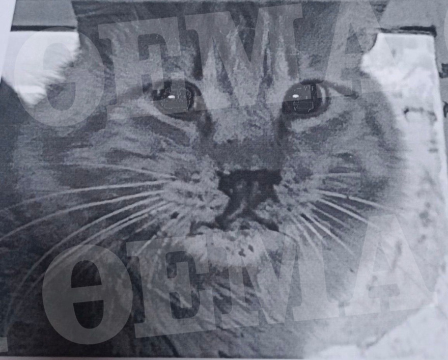 Κακοποίηση γάτας στην Ύδρα: Στα κρατητήρια μέχρι να απολογηθεί ο άνδρας που την πέταξε από 8 μέτρα