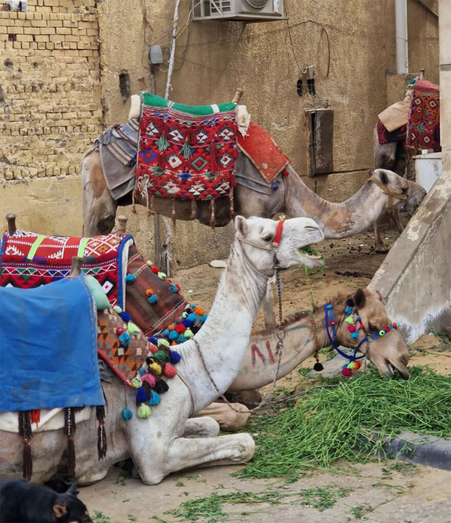 Πετρούνιας-Μιλλούση: Το φωτογραφικό τους άλμπουμ από την παραμονή τους στο Κάιρο - «Γλυκόπικρη εμπειρία»
