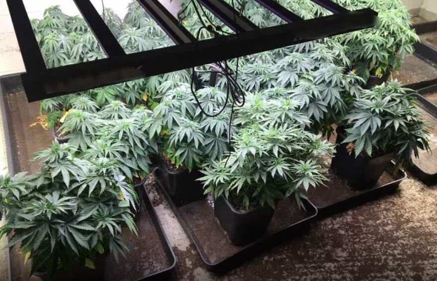 Αττική: Είχαν μετατρέψει βίλες σε «εργοστάσια» παραγωγής κάνναβης - Πάνω από 700.000 ευρώ τα κέρδη τους