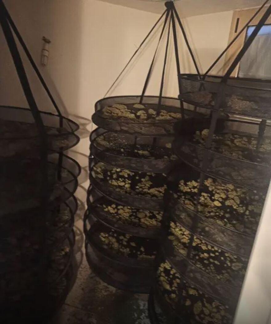 Αττική: Είχαν μετατρέψει βίλες σε «εργοστάσια» παραγωγής κάνναβης - Πάνω από 700.000 ευρώ τα κέρδη τους