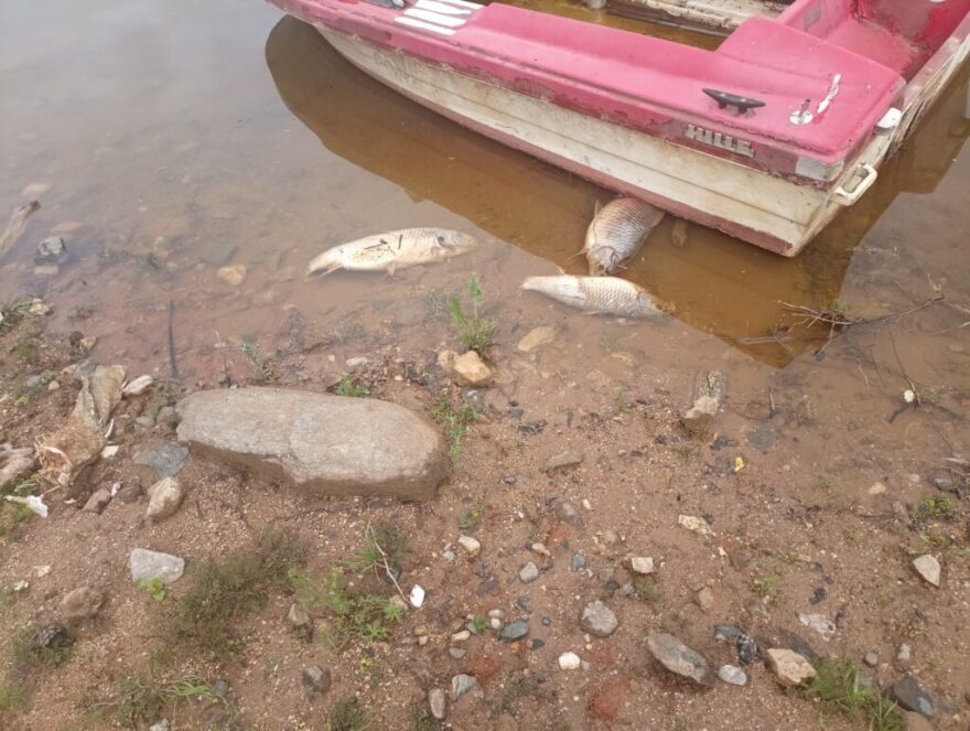 Λίμνη Κερκίνη: Προσφεύγει στη δικαιοσύνη το Κέντρο Οικολογικών Ερευνών για τα εκατοντάδες νεκρά ψάρια