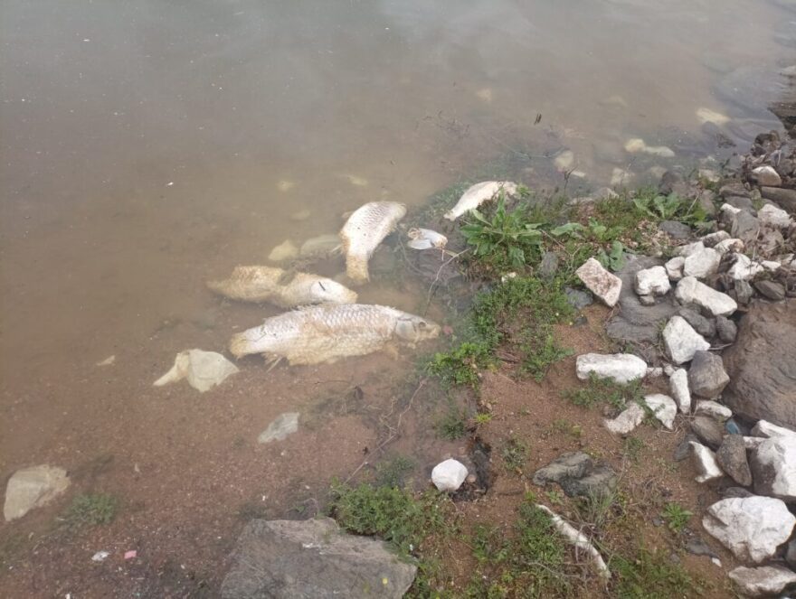 Λίμνη Κερκίνη: Προσφεύγει στη δικαιοσύνη το Κέντρο Οικολογικών Ερευνών για τα εκατοντάδες νεκρά ψάρια