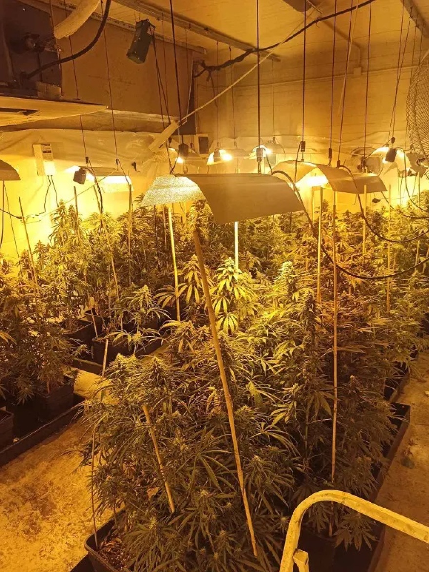 Καλλιεργούσαν κάνναβη σε απομονωμένες βίλες της Αττικής - Βρέθηκαν πάνω από 30 κιλά