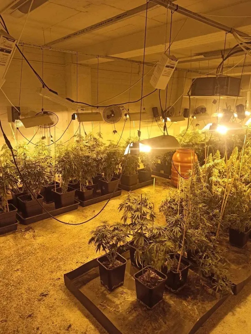 Καλλιεργούσαν κάνναβη σε απομονωμένες βίλες της Αττικής - Βρέθηκαν πάνω από 30 κιλά