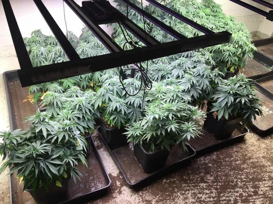 Καλλιεργούσαν κάνναβη σε απομονωμένες βίλες της Αττικής - Βρέθηκαν πάνω από 30 κιλά