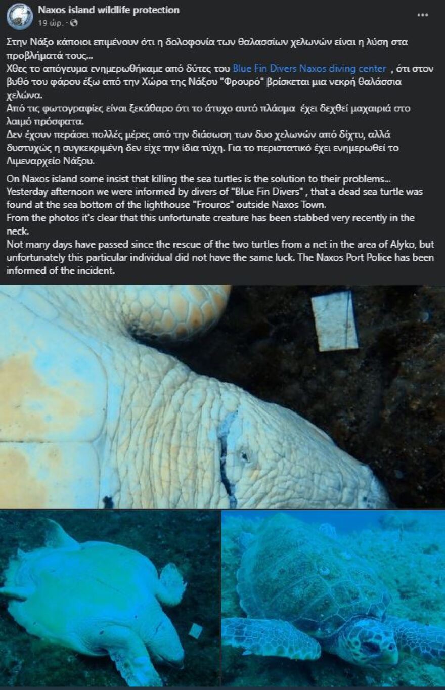 Νάξος: Αποτρόπαιη πράξη, έσφαξαν θαλάσσια χελώνα, την βρήκαν δύτες νεκρή στον βυθό - Βίντεο και φωτογραφίες