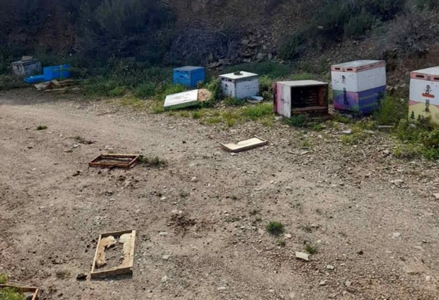 Χαλκιδική: Αρκούδα κυκλοφορεί ελεύθερη και «σαρώνει» τα μελίσσια