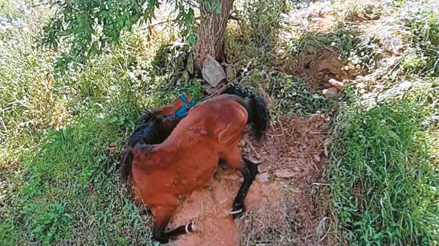 Tι σου φταίει το καημένο το ζωάκι, βρε κτήνος; - 2.500 καταγγελίες για κακοποίηση μέσα σε έξι μήνες