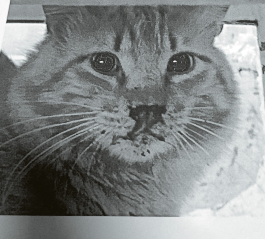 Tι σου φταίει το καημένο το ζωάκι, βρε κτήνος; - 2.500 καταγγελίες για κακοποίηση μέσα σε έξι μήνες