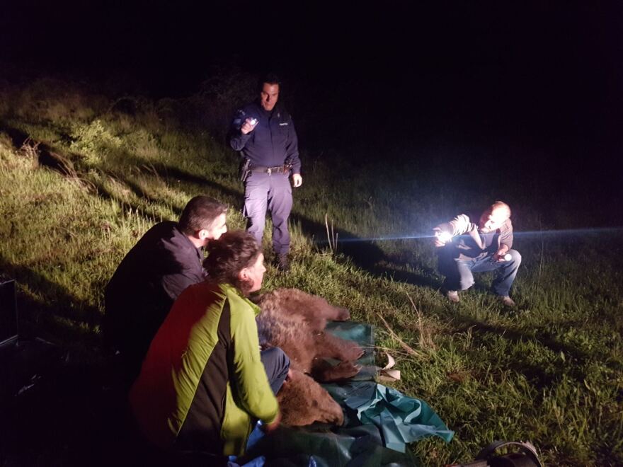 Λάρισα: Αρκούδα πιάστηκε σε παράνομη θηλιά - Μάσησε σχεδόν όλο τον κορμό δέντρου για να απελευθερωθεί