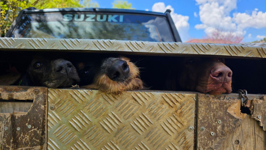Save a Greek Stray: Δράσεις για τα αδέσποτα στους δήμους Ζηρού, Πρέβεζας και Πάργας
