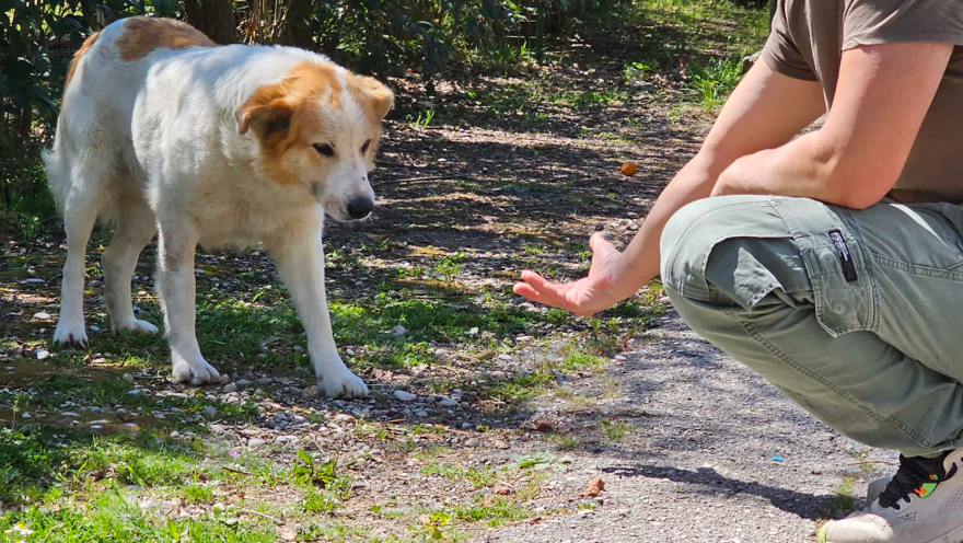 Save a Greek Stray: Δράσεις για τα αδέσποτα στους δήμους Ζηρού, Πρέβεζας και Πάργας