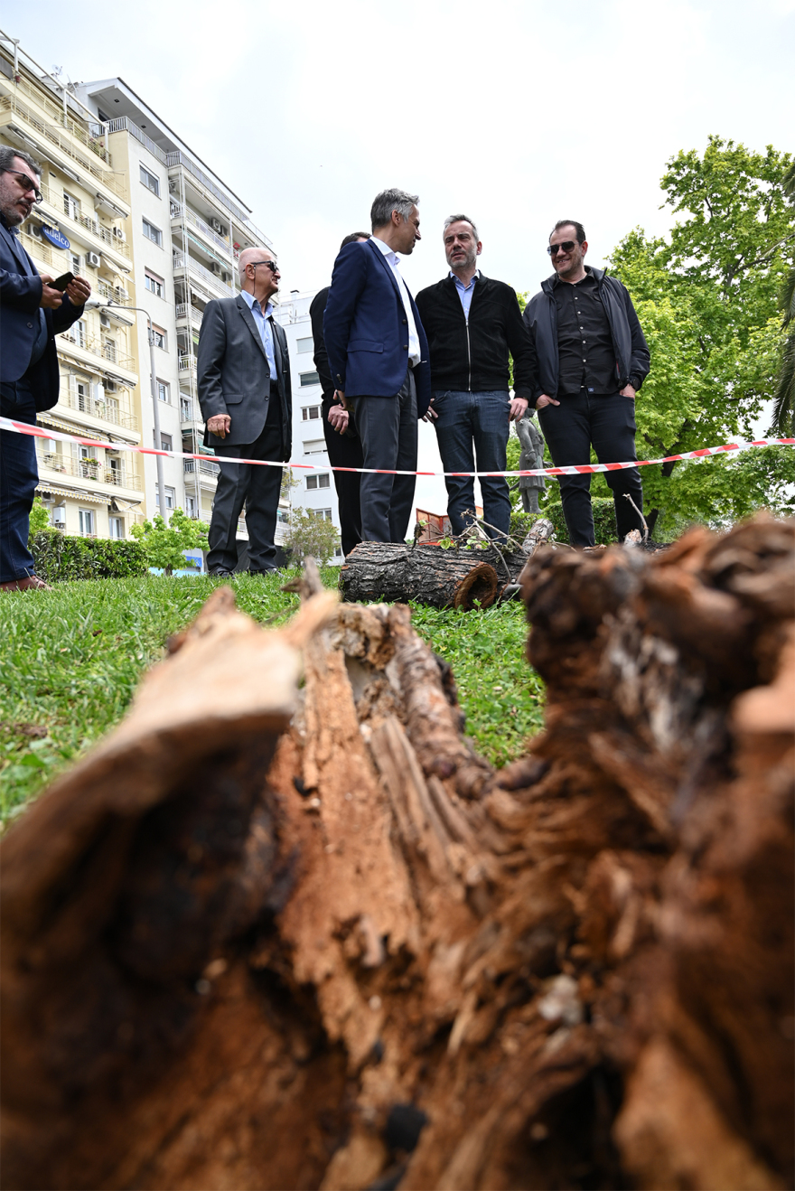 Αναβαθμίζεται το πράσινο στον άξονα της Τσιμισκή – Νέα δέντρα στη θέση των άρρωστων και επικίνδυνων φτελιών