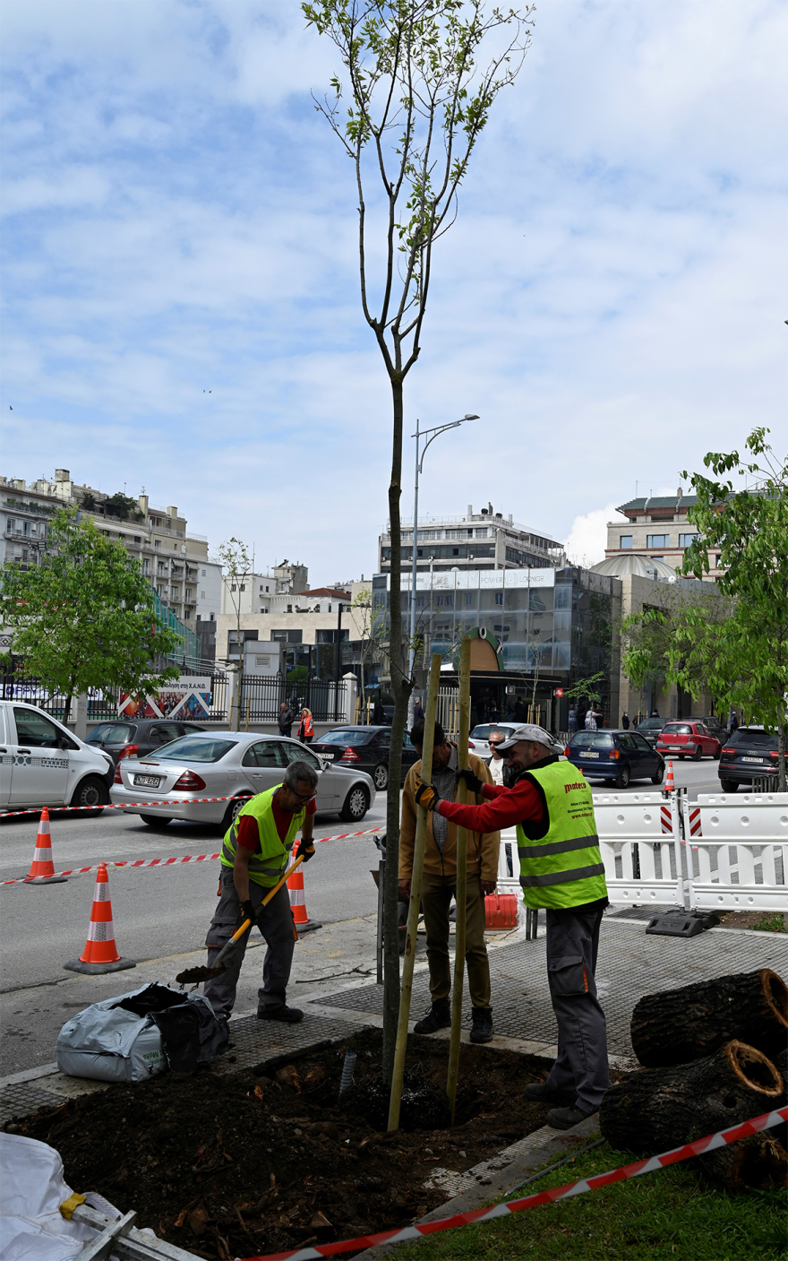 Αναβαθμίζεται το πράσινο στον άξονα της Τσιμισκή – Νέα δέντρα στη θέση των άρρωστων και επικίνδυνων φτελιών