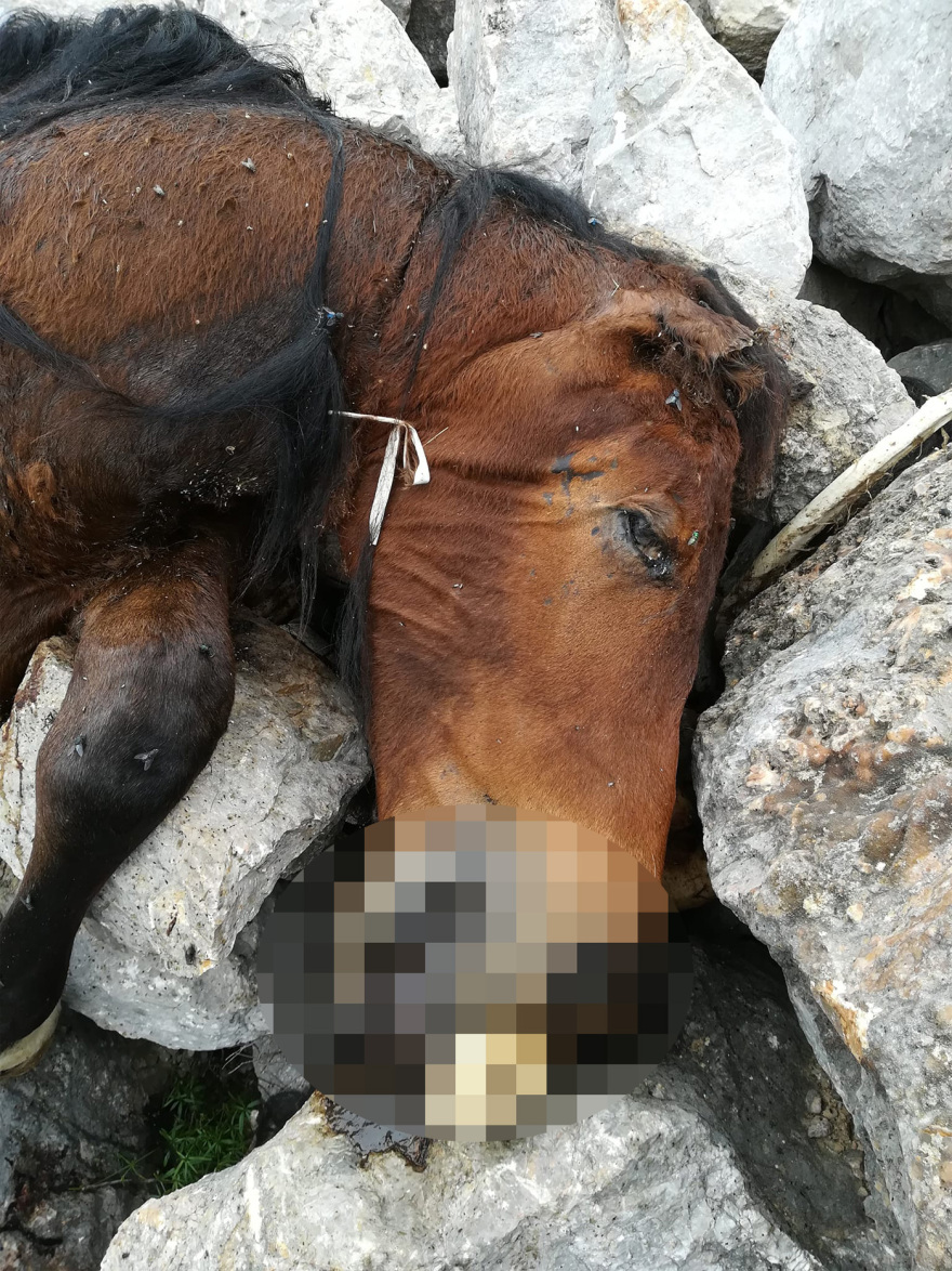 «Τσιπαρισμένα» και τα δυο άλογα που βρέθηκαν νεκρά στην Πάρνηθα - Θέμα χρόνου να εντοπιστεί ο ιδιοκτήτης τους