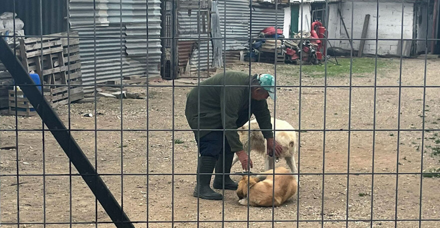 Σύλληψη και πρόστιμο 5.000 ευρώ στον 70χρονο που κατηγορείται για κακοποίηση σκύλου στον Λαγκαδά 