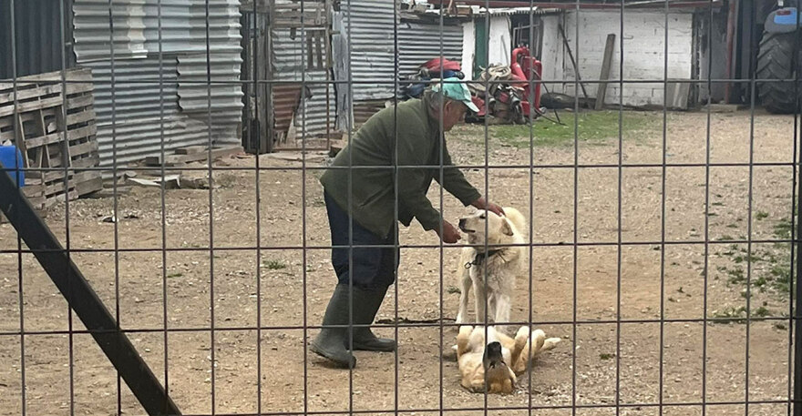 Σύλληψη και πρόστιμο 5.000 ευρώ στον 70χρονο που κατηγορείται για κακοποίηση σκύλου στον Λαγκαδά 