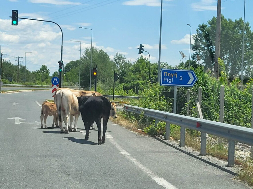 Εθνική Οδός Τρικάλων: Οδηγοί αντίκρισαν... αγελάδες - Δείτε φωτογραφίες