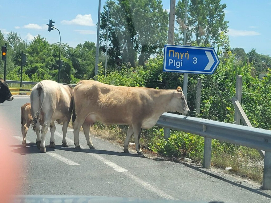 Εθνική Οδός Τρικάλων: Οδηγοί αντίκρισαν... αγελάδες - Δείτε φωτογραφίες