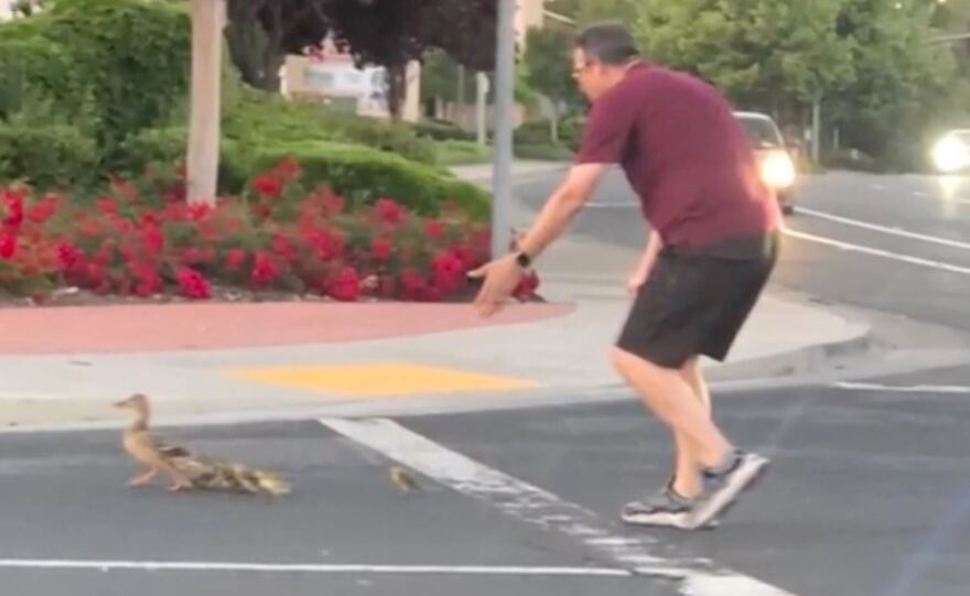 ΗΠΑ: Αυτοκίνητο παρέσυρε πατέρα δύο παιδιών ενώ βοηθούσε πάπιες να περάσουν τον δρόμο