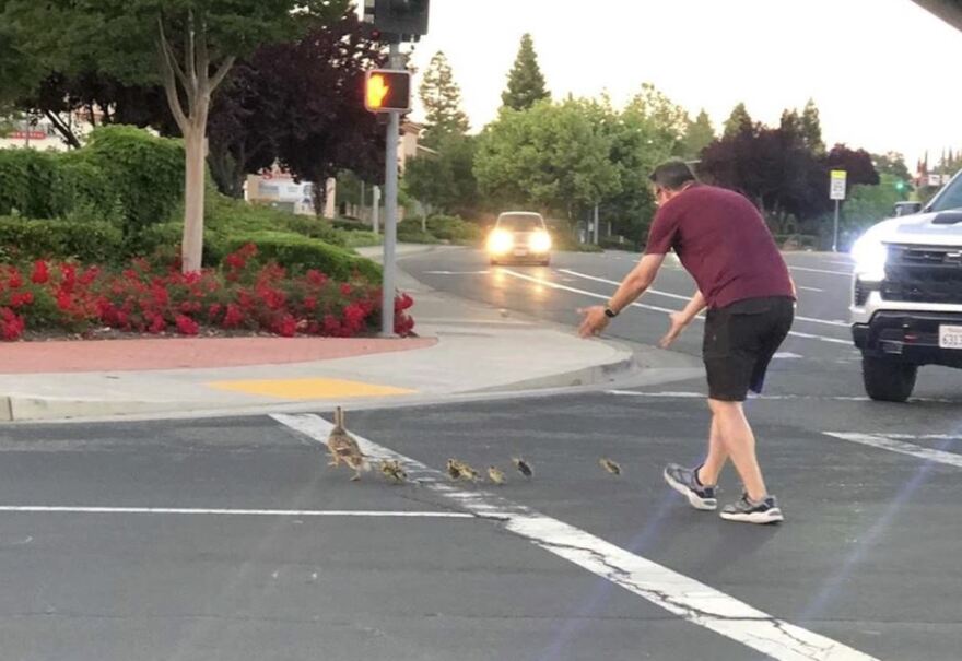 ΗΠΑ: Αυτοκίνητο παρέσυρε πατέρα δύο παιδιών ενώ βοηθούσε πάπιες να περάσουν τον δρόμο