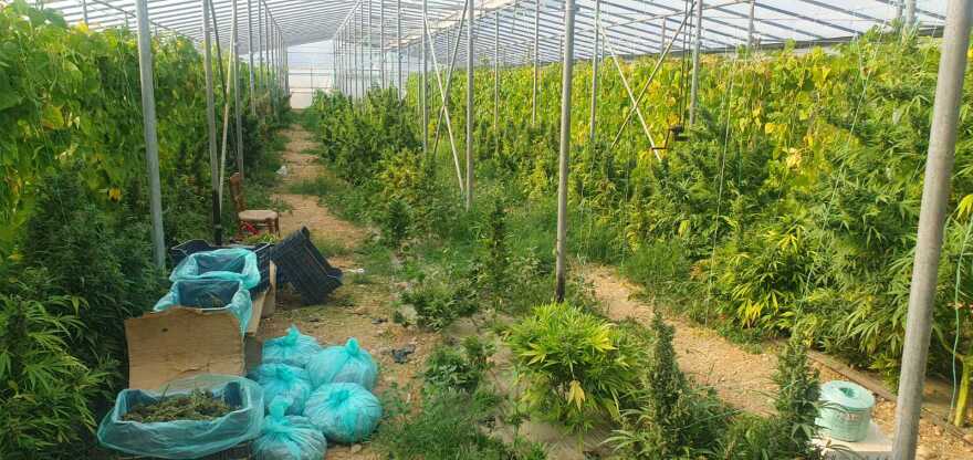 Κρήτη: Βρήκαν και όπλα στα θερμοκήπια με τα 780 χασισόδεντρα