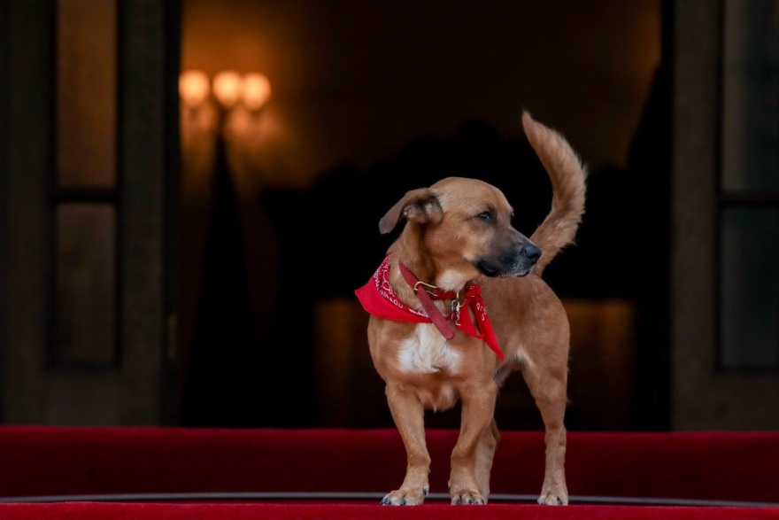 Εκλογές 2023: Τελευταίος… και με ταξί έφυγε ο Πίνατ από το Μαξίμου, πάει Πειραιώς το «κομματόσκυλο»