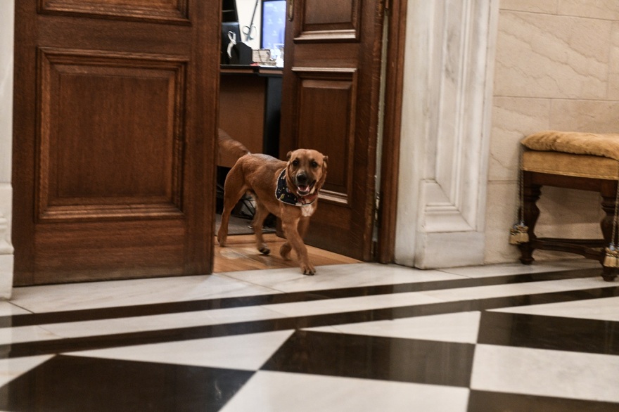 Εκλογές 2023: Τελευταίος… και με ταξί έφυγε ο Πίνατ από το Μαξίμου, πάει Πειραιώς το «κομματόσκυλο»