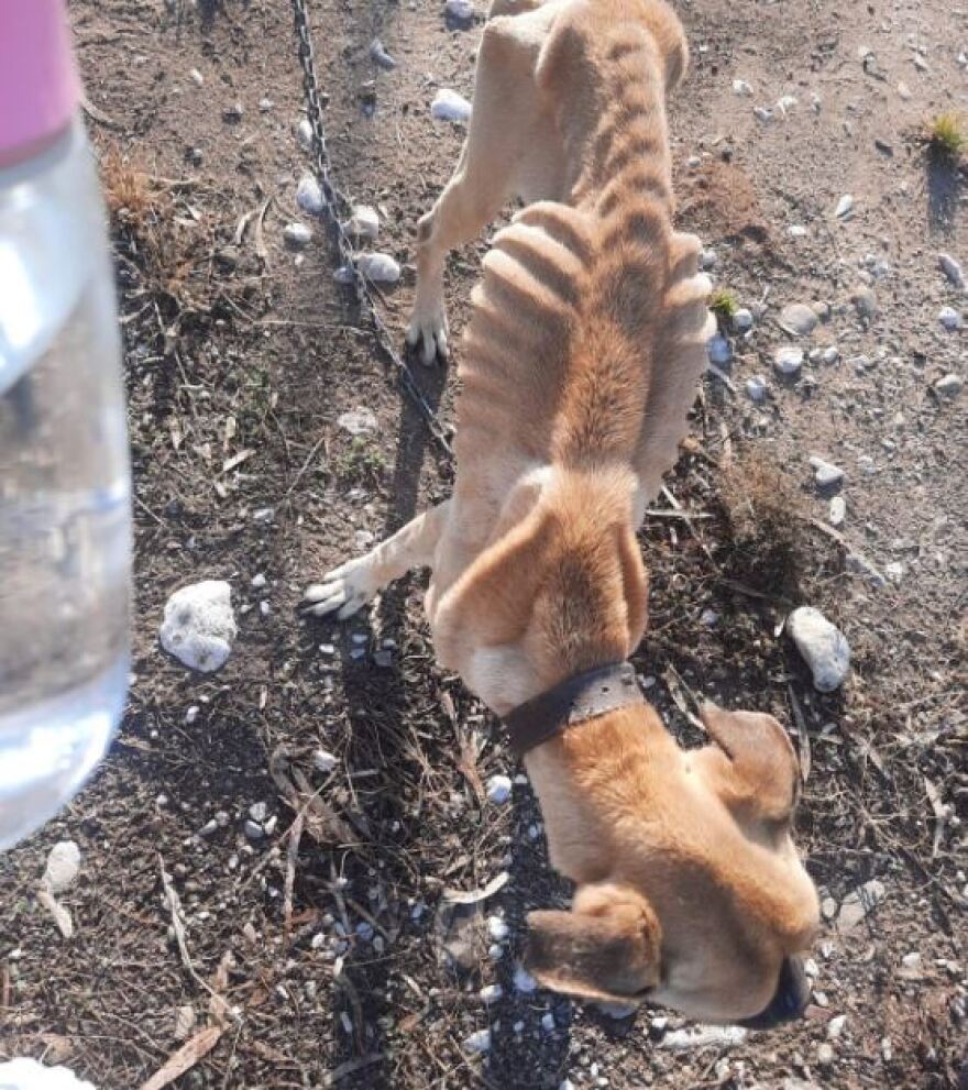 Ηλεία: Σκύλος βρέθηκε σκελετωμένος και αλυσοδεμένος - Συγκλονίζουν οι εικόνες