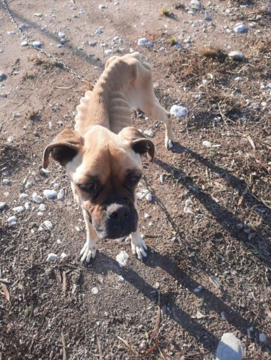 Ηλεία: Σκύλος βρέθηκε σκελετωμένος και αλυσοδεμένος - Συγκλονίζουν οι εικόνες