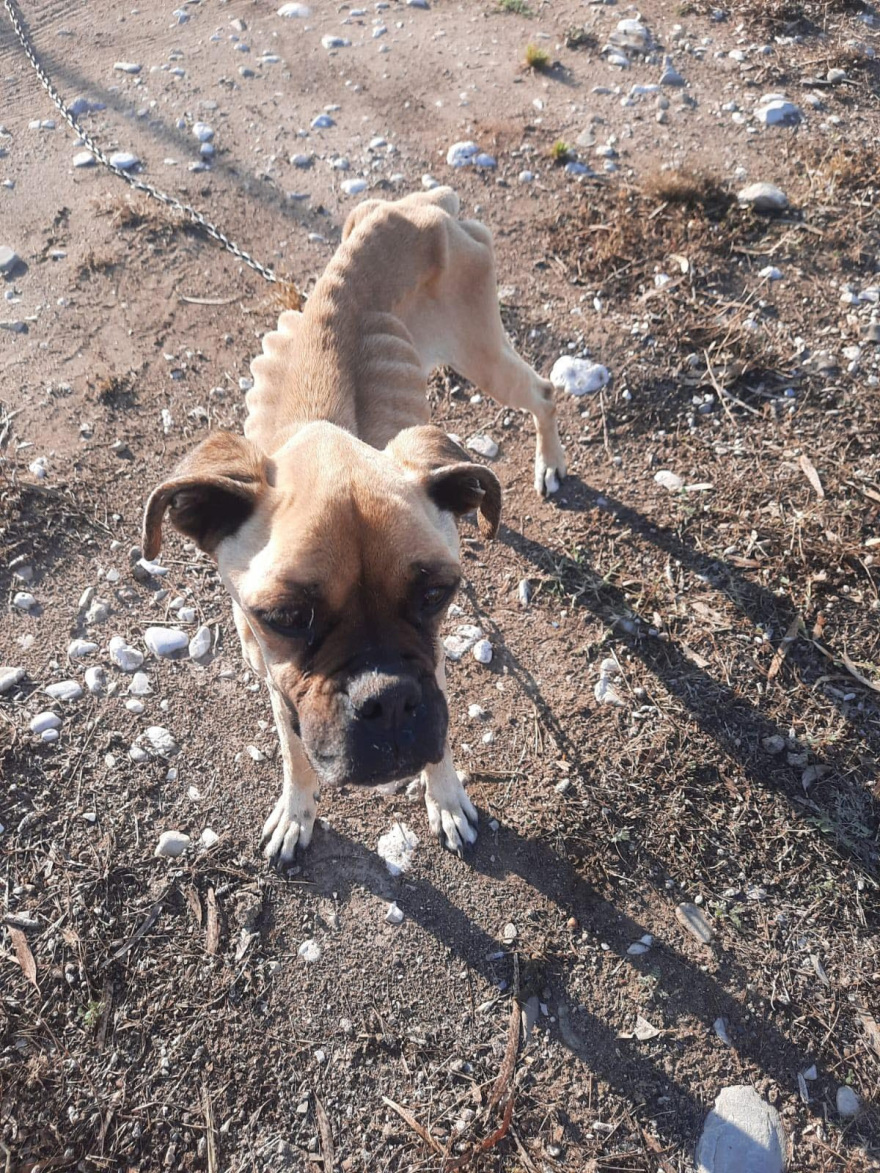 Κακοποίηση σκύλου στην Ηλεία: Σε κρίσιμη κατάσταση το Boxer που βρέθηκε σκελετωμένο και αλυσοδεμένο