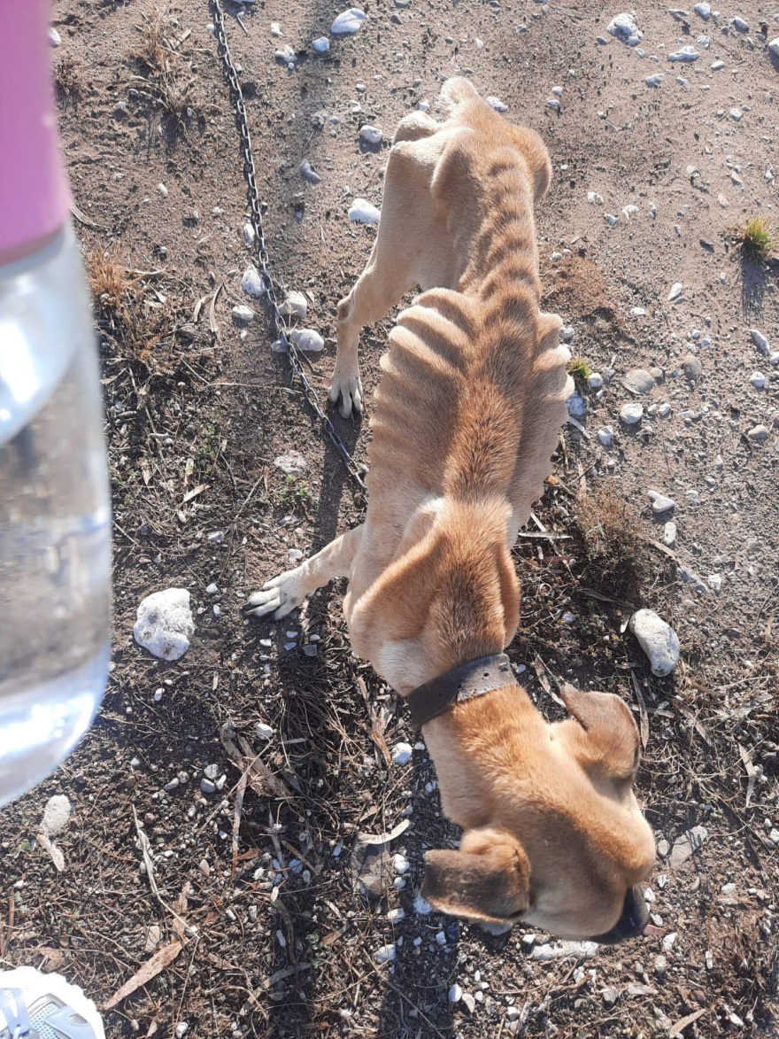 Κακοποίηση σκύλου στην Ηλεία: Σε κρίσιμη κατάσταση το Boxer που βρέθηκε σκελετωμένο και αλυσοδεμένο